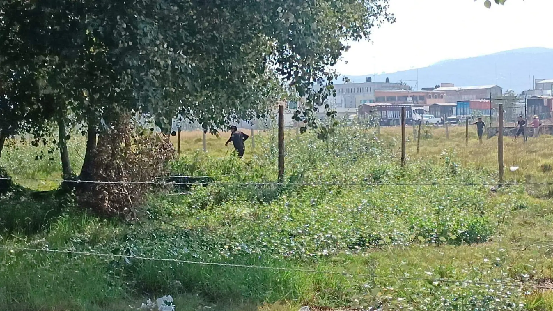 Tulancingo Jauría de perros atacó severamente a una mujer, fueron capturados